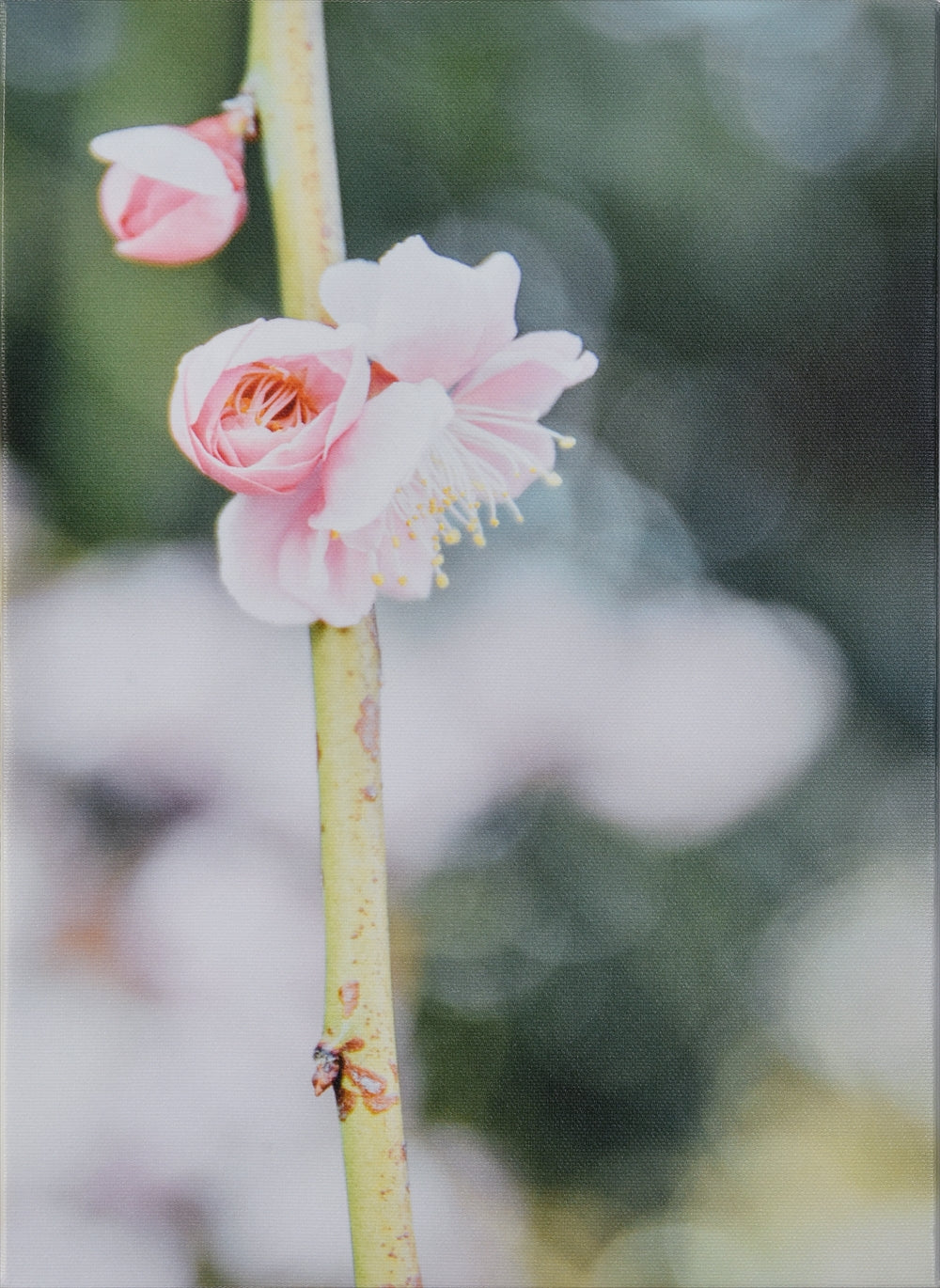 春告草