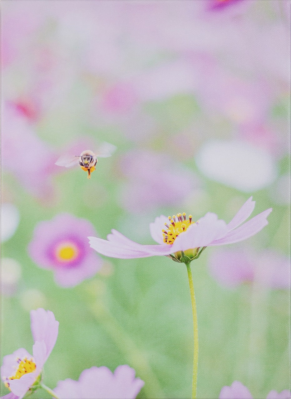 花蜂